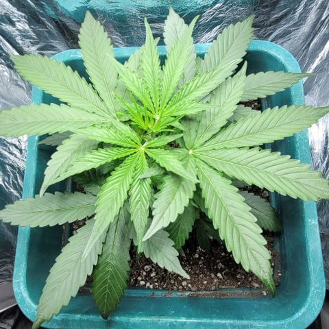 Lafanta cbd auto growlog photo: 24cm de altura