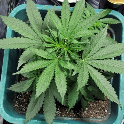 Lafanta cbd auto growlog timeline photo