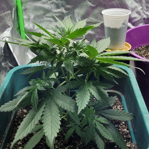 Lafanta cbd auto growlog timeline photo