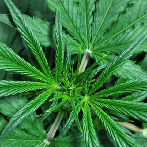Lafanta cbd auto growlog timeline photo