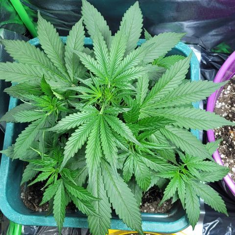 Lafanta cbd auto growlog timeline photo