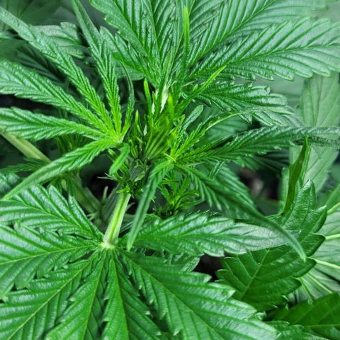 Lafanta cbd auto growlog photo: 35cm de altura