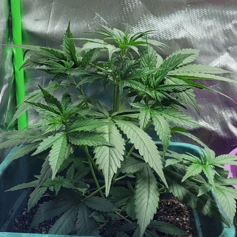 Lafanta cbd auto growlog photo: 35cm de altura