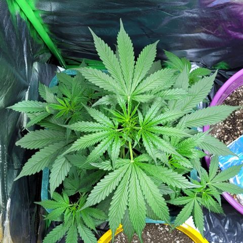 Lafanta cbd auto growlog photo: Caasi 45cm