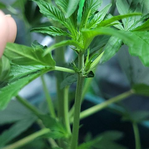 Lafanta cbd auto growlog photo: Caasi 45cm