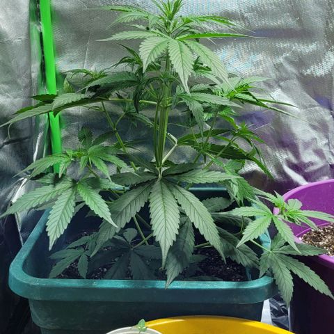 Lafanta cbd auto growlog photo: Caasi 45cm