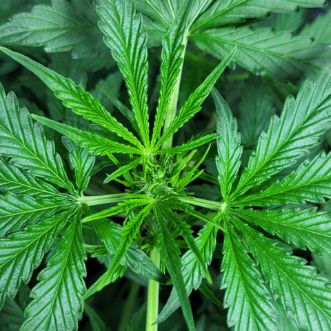 Lafanta cbd auto growlog photo: Caasi 45cm