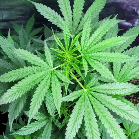 Lafanta cbd auto growlog timeline photo