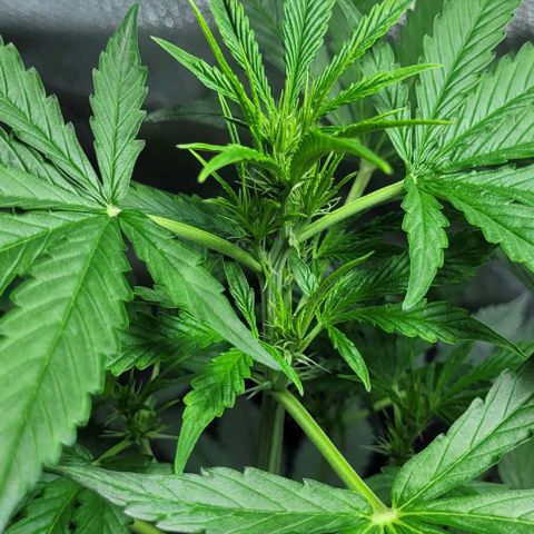 Lafanta cbd auto growlog timeline photo