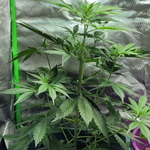 Lafanta cbd auto growlog timeline photo