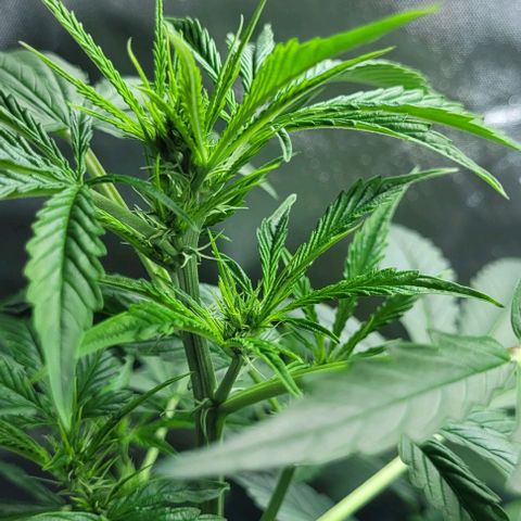 Lafanta cbd auto growlog timeline photo