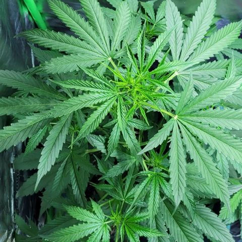 Lafanta cbd auto growlog timeline photo