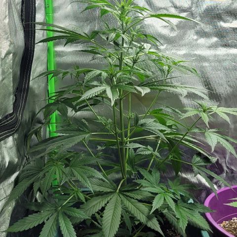 Lafanta cbd auto growlog timeline photo