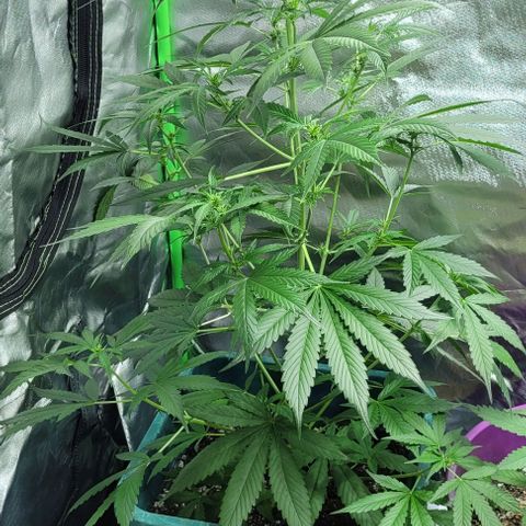 Lafanta cbd auto growlog timeline photo