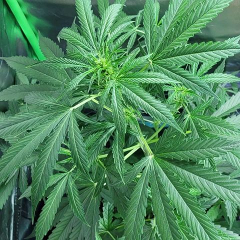 Lafanta cbd auto growlog timeline photo