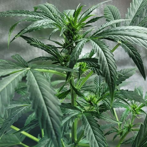 Lafanta cbd auto growlog timeline photo