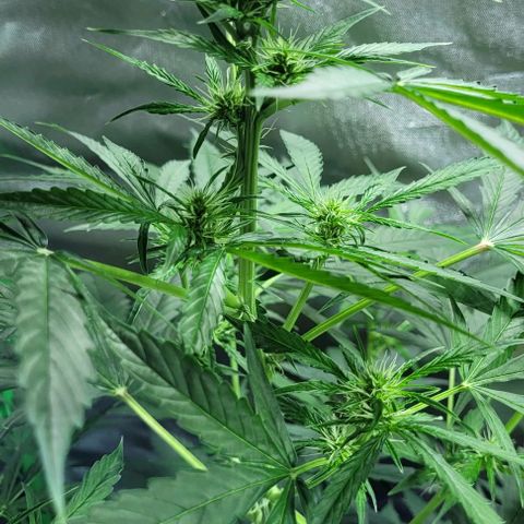 Lafanta cbd auto growlog timeline photo