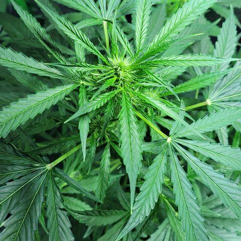 Lafanta cbd auto growlog timeline photo