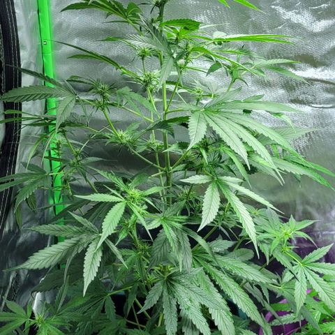 Lafanta cbd auto growlog timeline photo