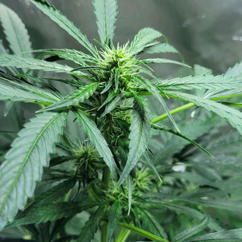 Lafanta cbd auto growlog timeline photo