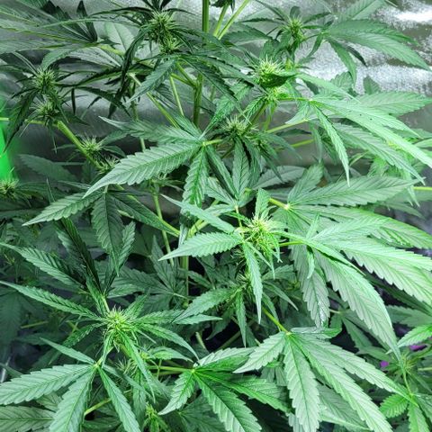 Lafanta cbd auto growlog timeline photo