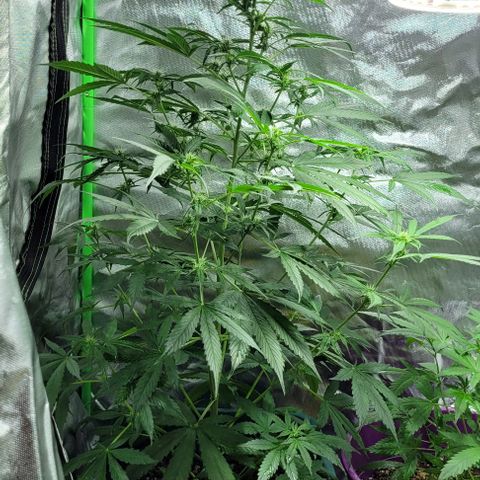Lafanta cbd auto growlog timeline photo