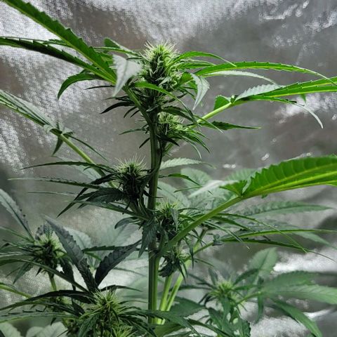 Lafanta cbd auto growlog timeline photo