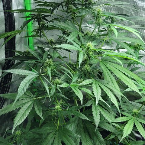 Lafanta cbd auto growlog timeline photo