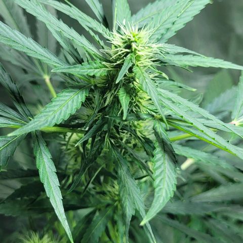 Lafanta cbd auto growlog timeline photo
