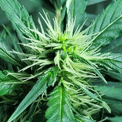 Lafanta cbd auto growlog timeline photo