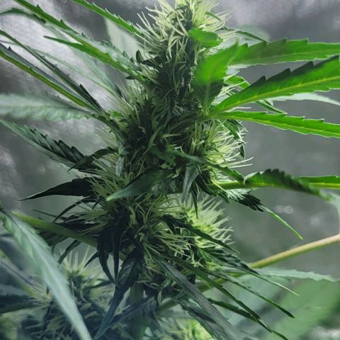 Lafanta cbd auto growlog timeline photo