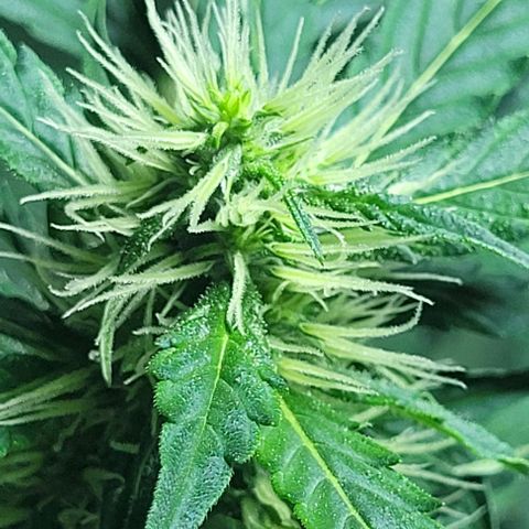 Lafanta cbd auto growlog timeline photo