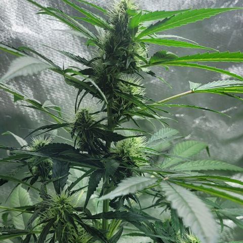 Lafanta cbd auto growlog timeline photo