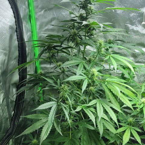 Lafanta cbd auto growlog timeline photo