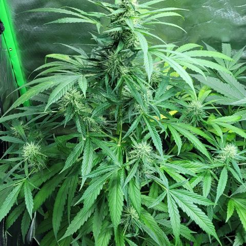 Lafanta cbd auto growlog timeline photo