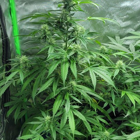 Lafanta cbd auto growlog timeline photo