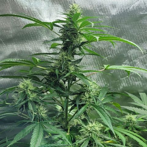 Lafanta cbd auto growlog timeline photo