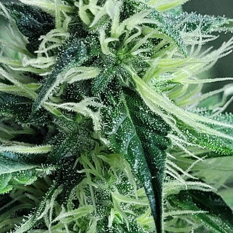 Lafanta cbd auto growlog timeline photo