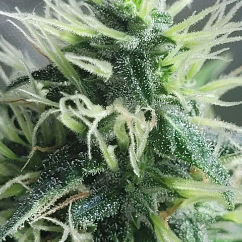 Lafanta cbd auto growlog timeline photo