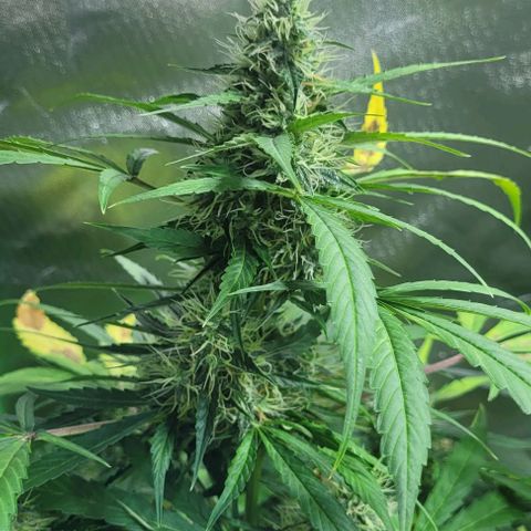 Lafanta cbd auto growlog timeline photo