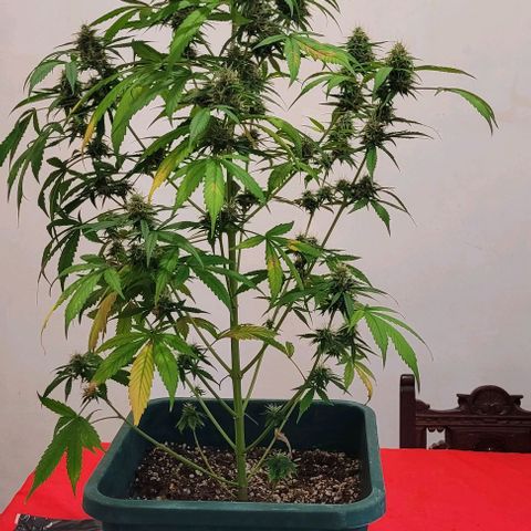 Lafanta cbd auto growlog timeline photo