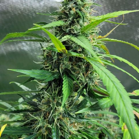 Lafanta cbd auto growlog timeline photo