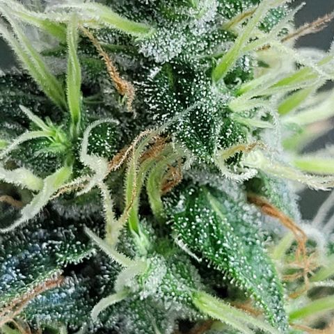 Lafanta cbd auto growlog timeline photo