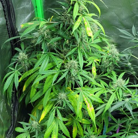 Lafanta cbd auto growlog timeline photo