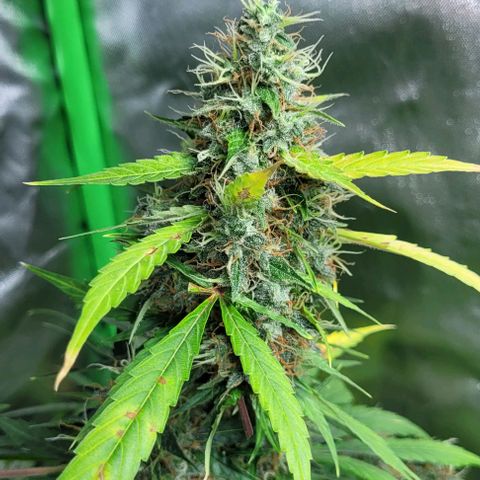 Lafanta cbd auto growlog timeline photo