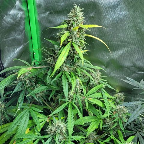 Lafanta cbd auto growlog timeline photo