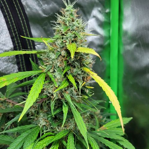 Lafanta cbd auto growlog timeline photo