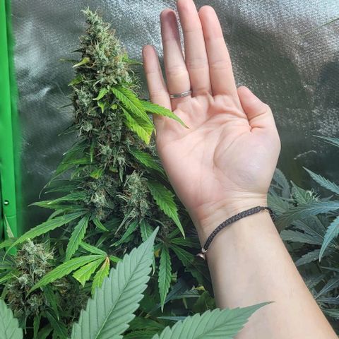 Lafanta cbd auto growlog timeline photo