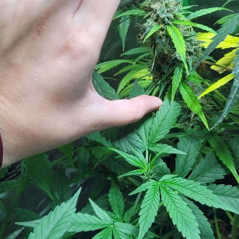 Lafanta cbd auto growlog timeline photo