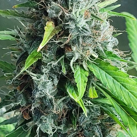 Lafanta cbd auto growlog timeline photo